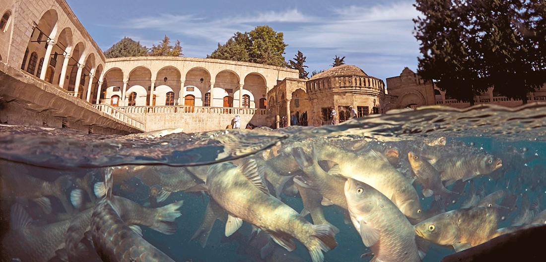 Balikligol Pool of Abraham in Sanliurfa