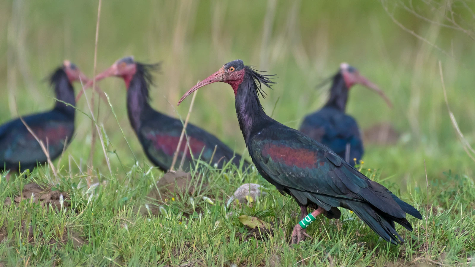 Private Birecik bald ibis kelaynak and Euphrates wildlife tour