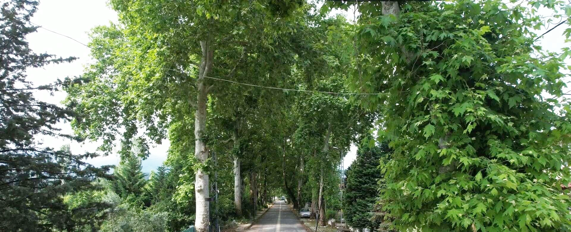 Cinarli Hiyaban Green Tunnel Yalova historic plane tree road to Termal