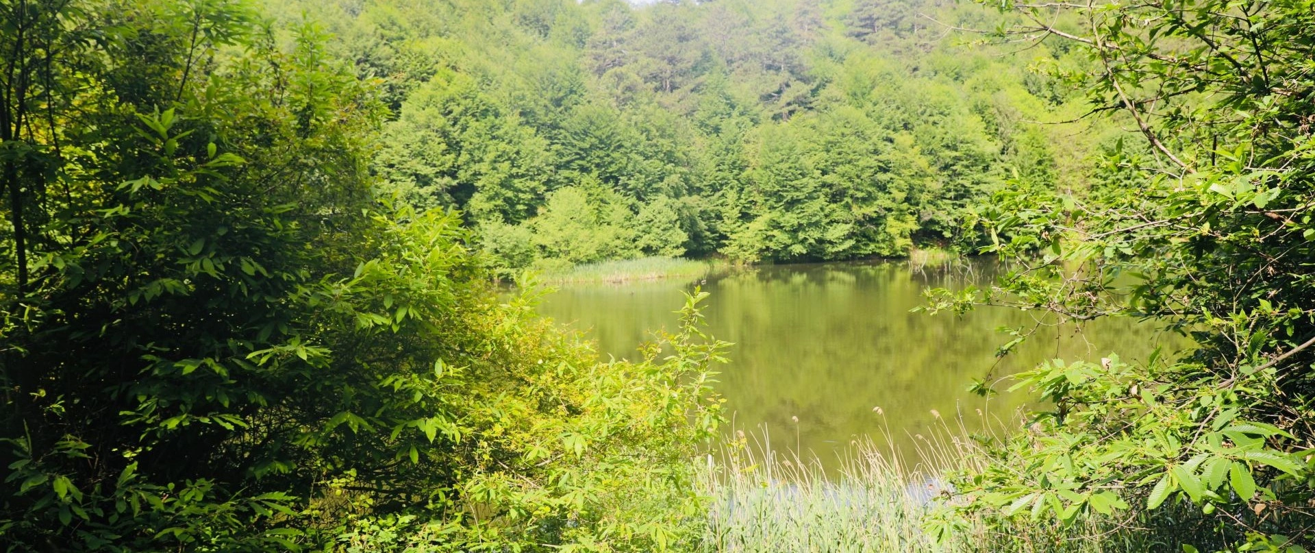 Dipsiz Lake surrounded by forest near Teşvikiye Yalova Turkey