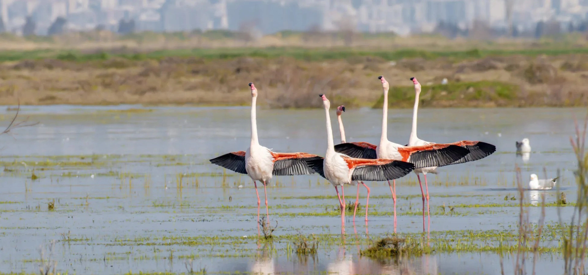 Flamingos in the Gediz Delta İzmir Bird Paradise Turkey