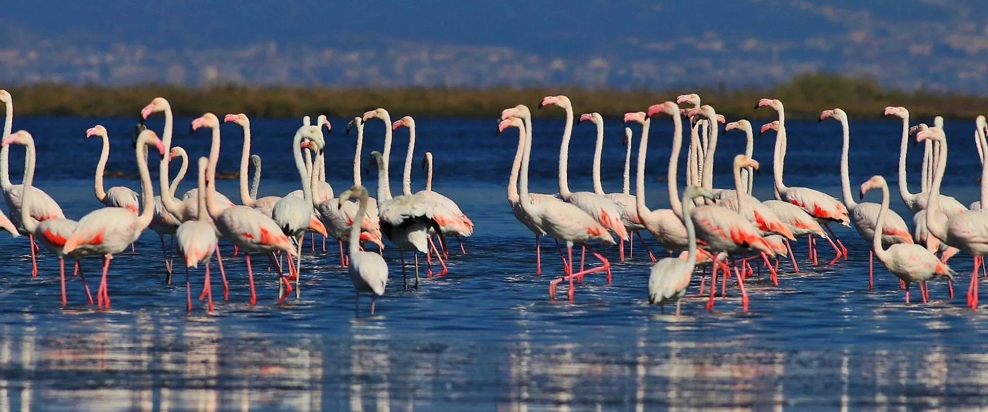 Birds and wetlands at Hersek Lagoon in Altınova Yalova Turkey
