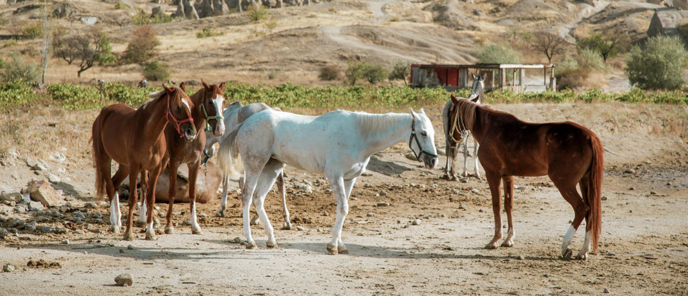 Horseback riding tours in Cappadocia