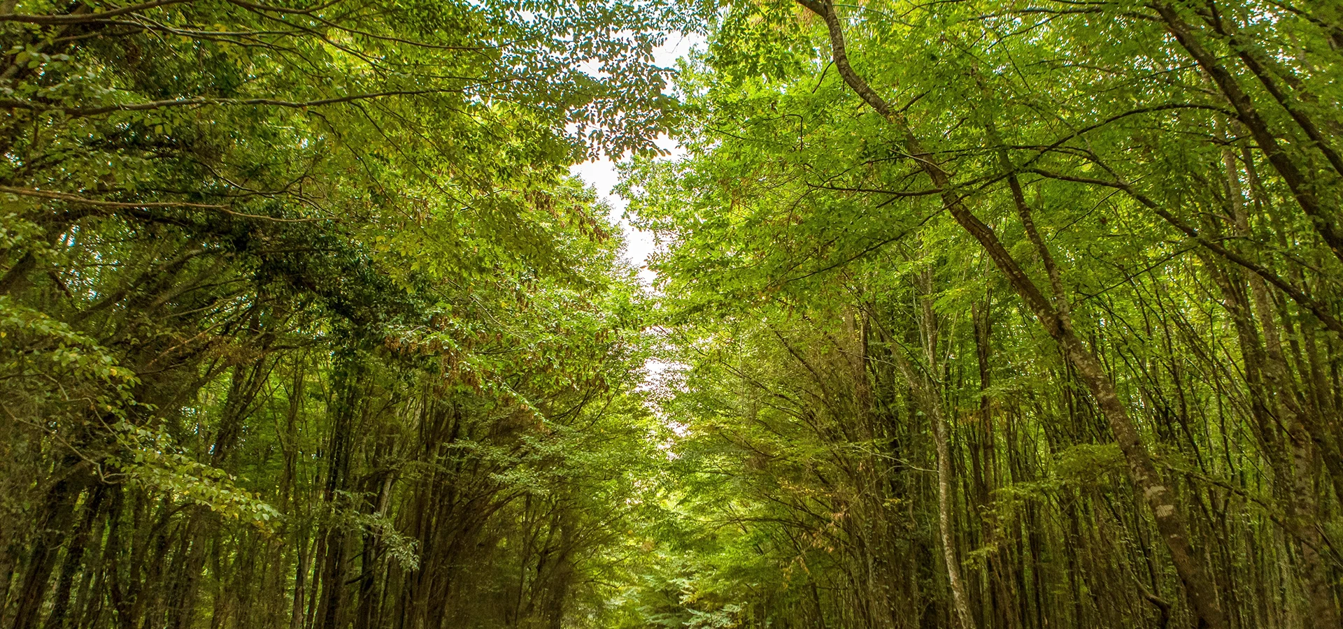 Private Kirklareli forests coast food and heritage journey