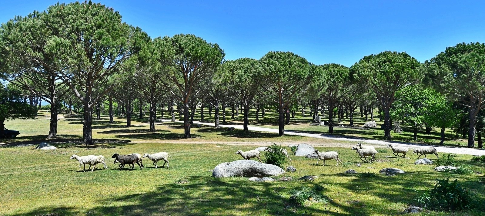 Kozak Plateau pine forests and rural landscape near Bergama Izmir Turkey