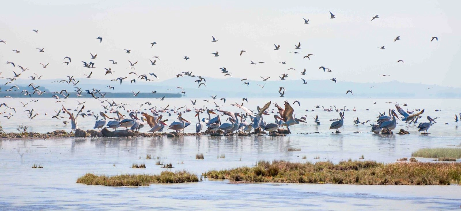 Birds and wetland habitat at Lake Manyas Bird Paradise National Park Balıkesir
