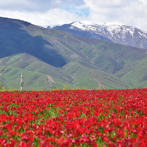 Mus plains and inland Eastern Anatolia character