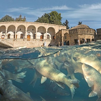 Balikligol - Pool of Abraham