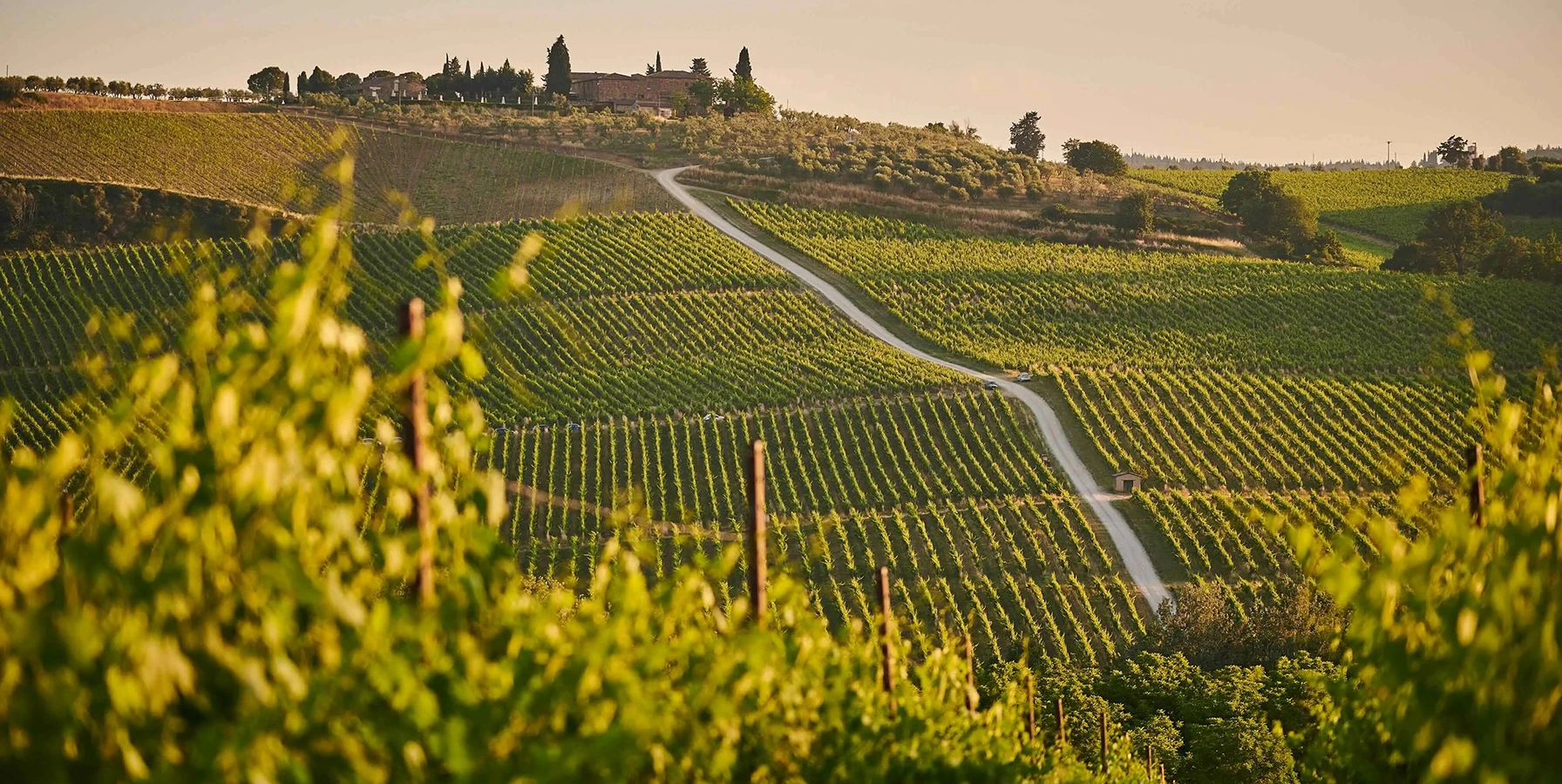 Urla vineyards wine route boutique winery and Aegean countryside Izmir Turkey