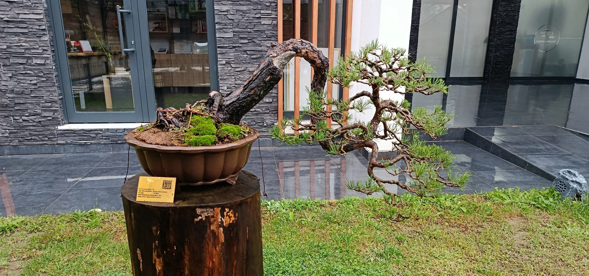 Bonsai trees at Yalova Bonsai Museum Turkey