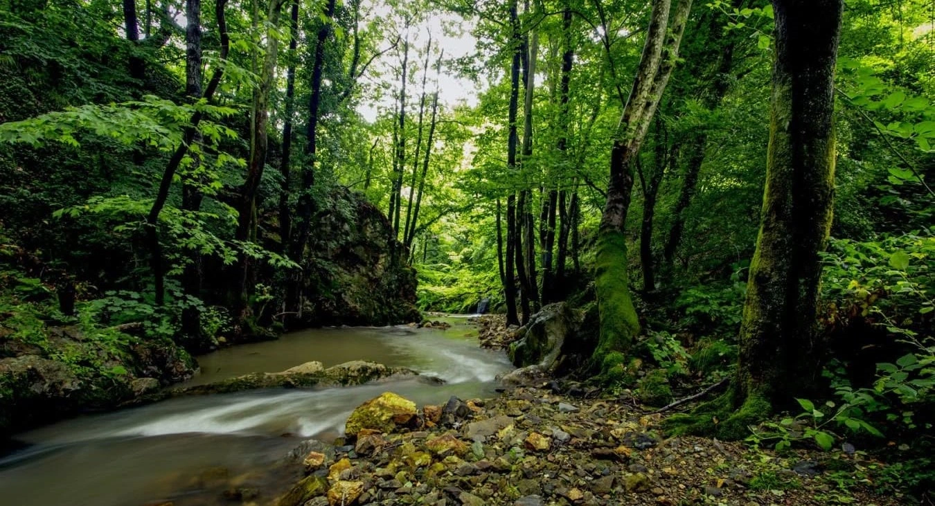 Yalova City Forest near Teşvikiye with forest trails and waterfalls