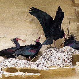 Ibises Calvas