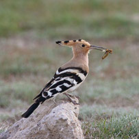 Santuario de Aves Lago Seyfe
