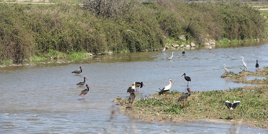 Zone humide et sanctuaire d'oiseaux du delta de Kizilirmak
