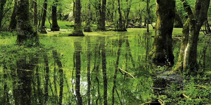 İğneada Auwälder Nationalpark