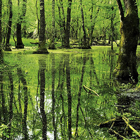 Parco Nazionale delle Foreste Paludose di İğneada