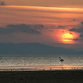 Parco Nazionale del Lago Manyas - Paradiso degli Uccelli