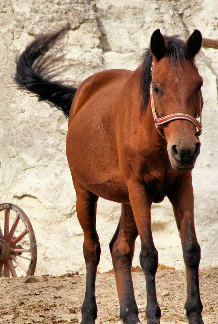 Horse-back Riding Tours in Cappadocia
